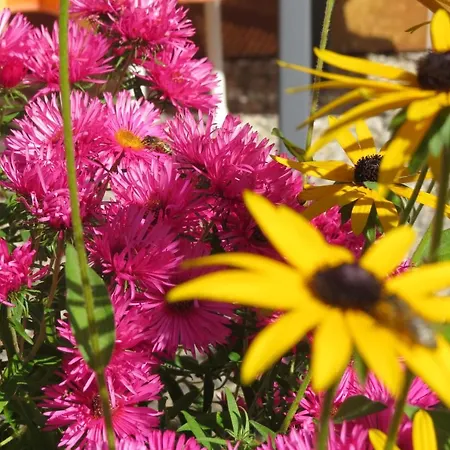 Gaestehaus Brigitte Freudenstadt