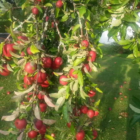 Panzió Gaestehaus Brigitte Freudenstadt