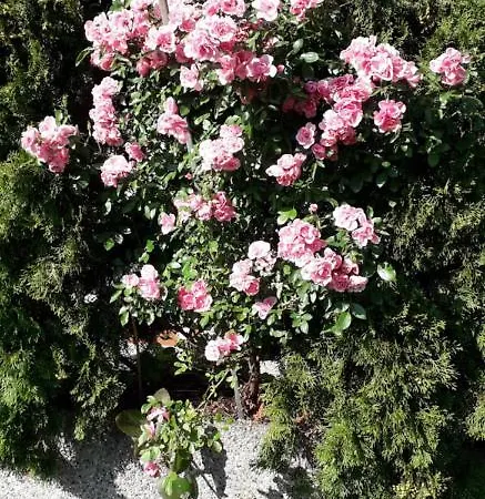 Panzió Gaestehaus Brigitte Freudenstadt