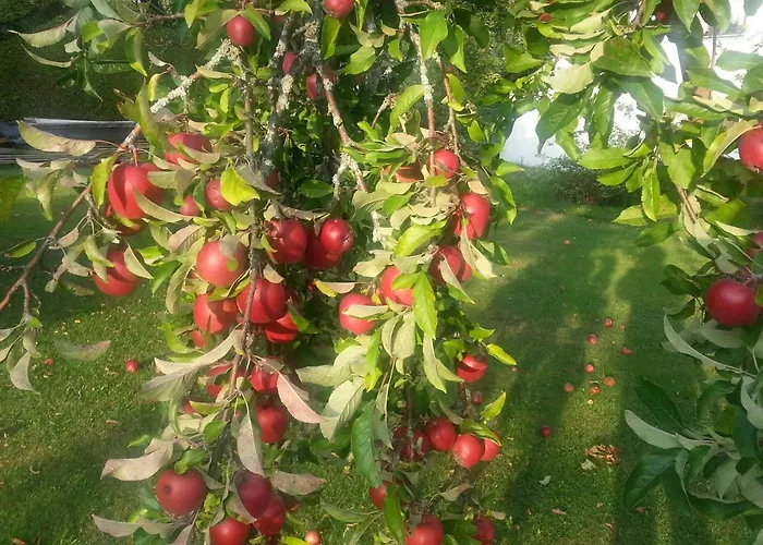 בית הארחה Gaestehaus Brigitte פרוידנשטאדט